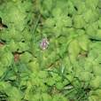 Image result for Achyrospermum aethiopicum