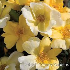 Max discount is $100 with this offer. Rosa Radsunny Sunny Knock Out Rose High Country Gardens