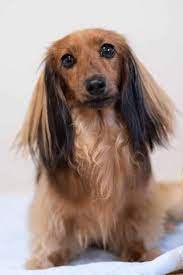 Not all of these designer hybrid dogs being bred are 50% purebred to 50% purebred. Doxiepoo Dachshund Poodle Mix Travelling With A Dog