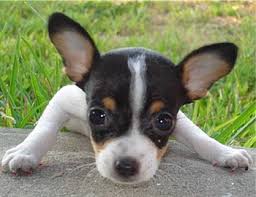 Rat Terrier Puppies Black And Brown 6wk Old Rat Terrier Pup Ratites Are The Best We Are Lucky To Have Two Rat Terrier Puppies Rat Terrier Dogs Cute Rats