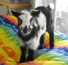 Black And White Goat Wallpaper Miniature Baby Goat With Blue Eyes And Symmetrical Black And White Coat Pattern Beautiful Pet Goat Baby Goats Goats