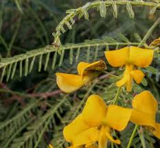 Image result for Sesbania sericea