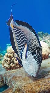 Surgeonfish Ocean Fishing Sea Fish Beautiful Fish
