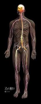 The osseous structures are the bony structures looked at during the imaging study. Human Body New World Encyclopedia