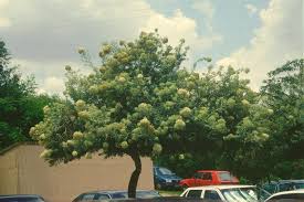 Image result for Buddleja saligna