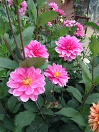 Pink Dahlia Flower Pots Beautiful Pink Flowers Dahlia