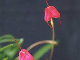 Image result for Vandellia subracemosa