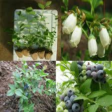 California, florida, georgia, illinois, michigan, new jersey, north carolina, oregon, texas and. 15pcsdwarf Blueberry Seeds Biji Benih Blueberry Bonsai Shopee Malaysia