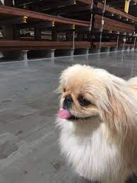 Pin On Peke Paradise