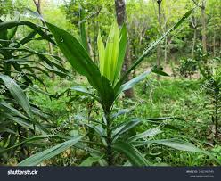 Image result for Dracaena afromontana