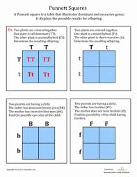 Punnett square worksheet 640 629 multiple alleles practice. Punnett Squares Worksheet Education Com Biology Classroom Teaching Biology Life Science Middle School