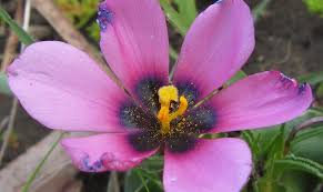 Image result for Moraea tanzanica