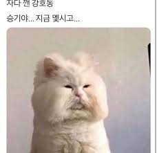 웃긴짤 웃음지뢰 모음 네이버 블로그 2020 웃긴 동물 재미있는 고양이 사진 웃긴 고양이 사진