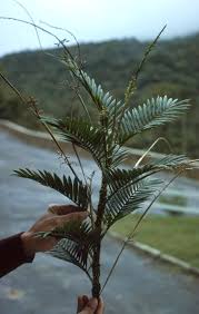 Image result for Calamus deerratus