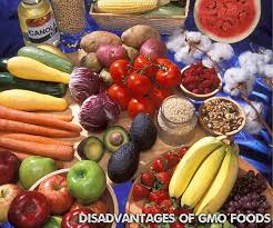 There are many advantages of producing and using genetically modified foods. 6 Major Disadvantages Of Genetically Modified Foods Biology Explorer