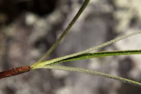 Image result for Xerophyta argentea