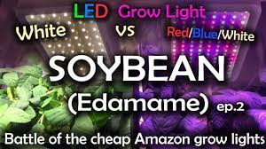 Maybe you would like to learn more about one of these? White Led Vs Red Blue White Led Grow Test W Time Lapse Lettuce Ep 1 Youtube