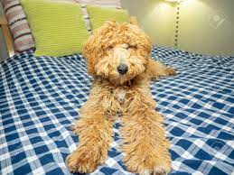 We did not find results for: Australian Labradoodle Is A Mix Between The Labrador Retriever Stock Photo Picture And Royalty Free Image Image 124764379