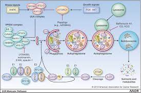 Molecular Pathways Autophagy In Cancer A Matter Of Timing And Context Clinical Cancer Research