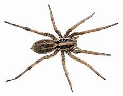 Camel spiders, also known as wind spiders, wind scorpions, and sun scorpions, are a type of arthropod found (among other places) in camel spiders are venomous, and their venom contains a powerful anesthetic that numbs their victims (thus allowing them to gnaw away at living, immobilized. Spiders
