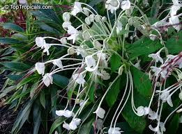 Image result for Clerodendrum incisum