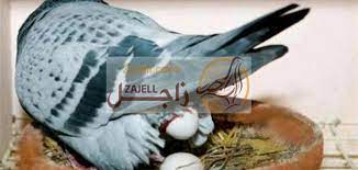 والأنثى في خمسة أثواب من قطن إزار وخمار وقميص ولفافتين. Ù…ØªÙ‰ ÙŠØ¨ÙŠØ¶ Ø§Ù„Ø­Ù…Ø§Ù… Ø§Ù„Ø¨Ù„Ø¯Ù‰ Farizmedia Com