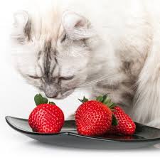 It is okay to give a cat a strawberry! Can Cats Eat Strawberries Cats How