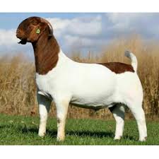 boer goat wholesale price mandi rate for african boeras