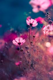 Google Blumen Blumen Basteln Blumen Dekoration Blumen Garten Blumen Hintergrundbilder Flowers Ga In 2020 Blumen Fotografie Hintergrundbilder Blumen Fotos Blumen