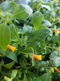 Image result for Manettia