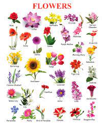 Lily Flower Name In Hindi Best Flower Wallpaper