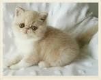 Exotic Shorthair Kittens for Sale & Cats for Adoption ...