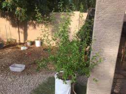 Planting trees in containers mostly require similar compost, unless you are planting citrus trees. Growing Fruit Trees In Containers In Hot Climates Garden Of Luma