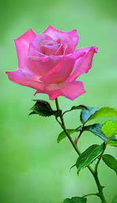pin by nezahat karaca on 1 a file general beautiful roses pretty roses flowers