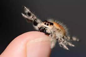 The jumping spider is from the family salticidae, in the order araneae, and in the class of arachnida. Do Spiders Eat Other Spiders Quora
