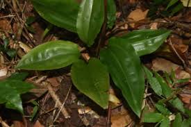 Image result for Eulophia stachyodes