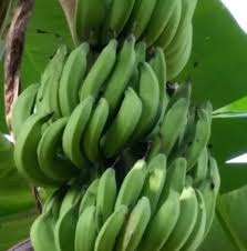 Selamat datang di portal santaidamai.com. Apa Lagi Jenis Jenis Pisang Yang Pembekal Pisang Nangka Facebook