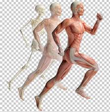 Muscles in the human body diagram. Muscular System Human Musculoskeletal System Muscle Human Body Anatomy Png Clipart Abdomen Anatomy Arm Chest Figurine