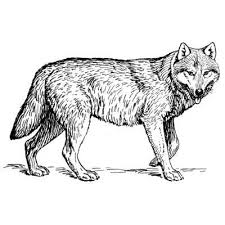 Wild Animals Coloring Books Pages Ahsap Yakma Kurt