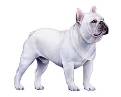 A french bulldog is considered a small to medium breed dog depending on the sire and dam size and. French Bulldog Facts Wisdom Panel Dog Breeds