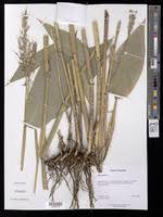 Image result for Olyra latifolia