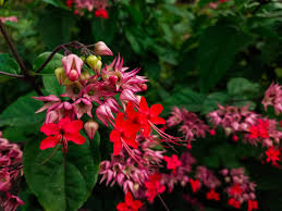 Image result for Clerodendrum poggei