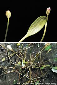 Image result for Limosella