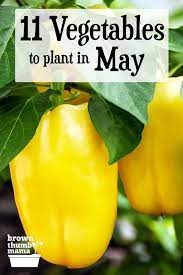 Picking what to grow in your vegetable garden can be overwhelming. 11 Vegetables To Plant In May Zone 9 Easy Vegetables To Grow Planting Pumpkins Garden Companion Planting
