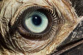 'b' pictures by category 1. Quiz What Animal Does Each Eye Belong To