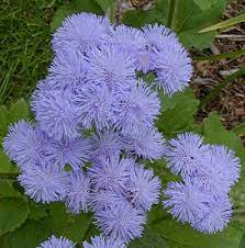 Ageratum Houstonim Nordmeer Flower Weight Best Flower Wallpaper