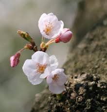 Check spelling or type a new query. What Tree Do These Little White Flowers Grow On Gardening Landscaping Stack Exchange