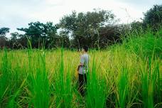 Agricultural Field Scout Series