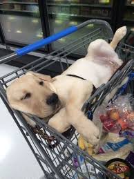 Trop Chouchou Chien Animaux Les Plus Mignons Chiot Trop Mignon