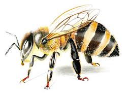 Check spelling or type a new query. Bee Printable Realistic Drawing Honey Bee Print Honeybee Realistic Drawings Honeybee Art Honey Bee Drawing